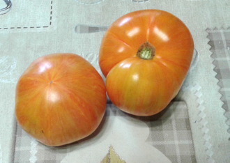 Семена томата План 9 из открытого космоса