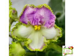 ВаТ-Синичка (Т. Валькова) 2017 г. (лист посажен 05.11.25)