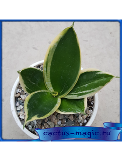 Sansevieria trifasciata cv. ‘Hahnii Jade Dwarf Marginata’