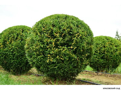 Туя Брабант в форме шара - Brabant
