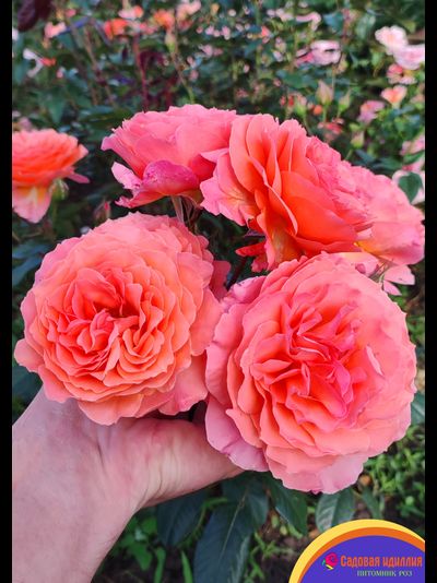 Бельведер (Belvedere)