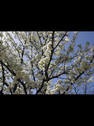 Купить греющую картину с фото цветы на ветках