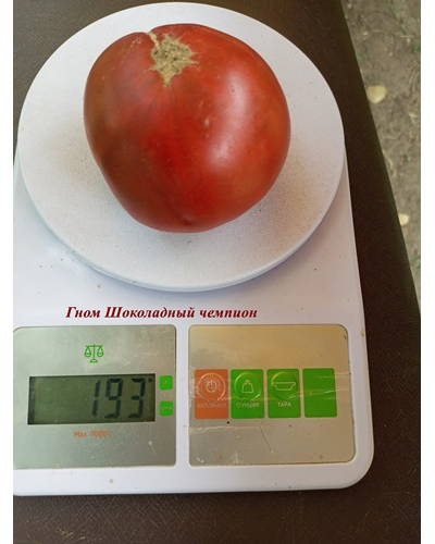 Томат Гном Шоколадный чемпион (Dwarf Chocolate champion)