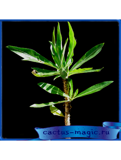 Pachypodium rutenbergianum