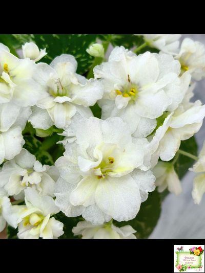 Adirondack Moon (S. Sorano) (лист посажен 28.01.26)