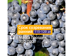 Кишмиш Черный султан