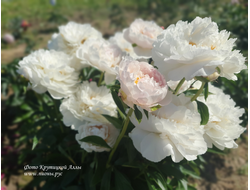 Пион Полярник