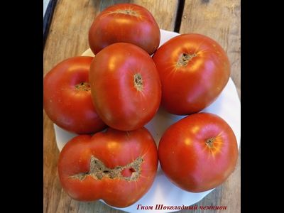 Томат Гном Шоколадный чемпион (Dwarf Chocolate champion)