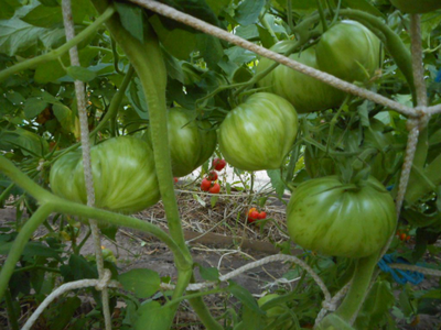 Томат Беркли Тай дай хаат (Berkeley Tie Dye Heart , USA)