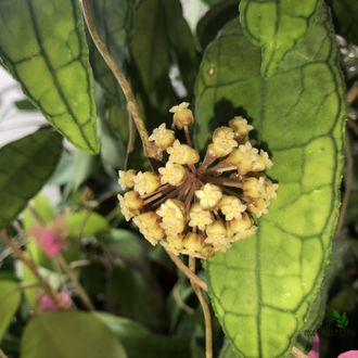 Hoya finlaysonii long leaves