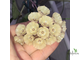Hoya Cystiantha splash
