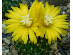 Parodia microsperma VG-1346-1 (семена)