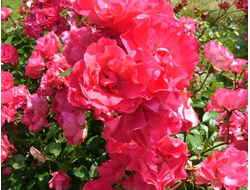 Роза флорибунда Pink La Sevillana (MEIgeroka, Rosy La Sevillana, Pink Sevillana, Pink Sevilliana, Rosy La Sevilliana)