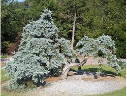 Ель колючая Glauca Pendula, C3
