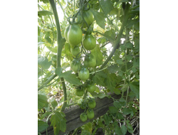 Томат Гора Везувий (Mt.Vesuvius, Mountain Vesuvius)