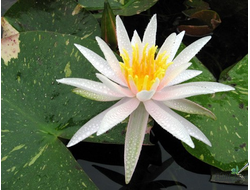 Нимфея Арсенсель