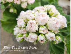 Пеларгония Xiao-Yao - Белые Розы