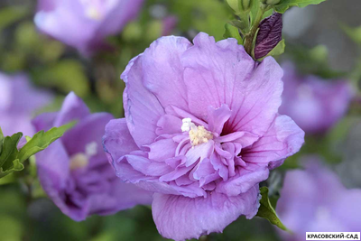 Гибискус Лавендер Шифон - Lavender Chiffon
