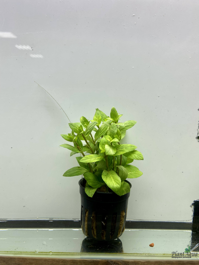 Стаурогин ползучий  (пластиковый горшок)