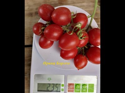 Томат Принц Боргезе (Principe Borghese, Италия)