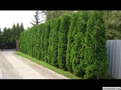 Туя Колумна - Columna