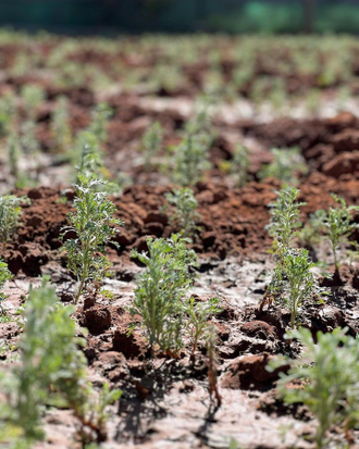 Полынь бледная, Давана (Artemisia pallens) 2 г  - 100% натуральное эфирное масло