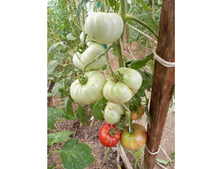 Томат Червен Градински (Cherven Gradinski, Болгария)