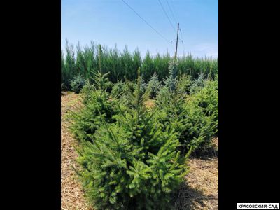 Ель Сербская - Picea Omorika