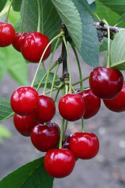 Вишня Молодежная (летний)