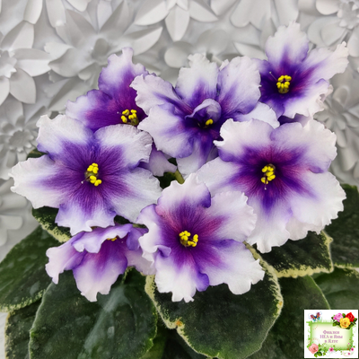 РС-Успех (С.Репкина) 2019 г.