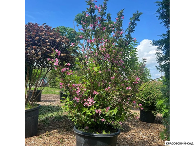 Вейгелла Розеа - Weigela Rosea