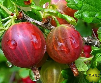 Крыжовник "Ласковый" (устойчив к мучнистой росе, длинные побеги)