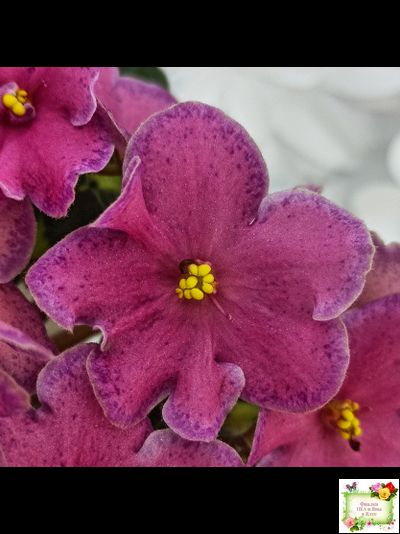 Ma&#039;s Melody Girl (O. Robinson) (гёрл-лист)