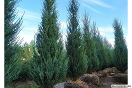Можжевельник Блю Эрроу - Фото в питомнике весной