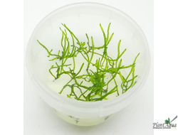 Мох Спайки (Taxiphyllum Spiky) меристемный