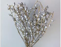 Плоды эвкалипта #1