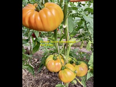 Томат Вольф Зосси оранжевый (Volf Zossi)