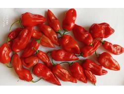 Перец острый  Naga Smooky Rainbow