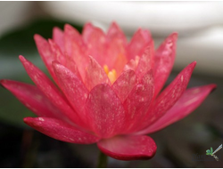 Нимфея Ванвиса