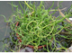 Juncus Spiralis