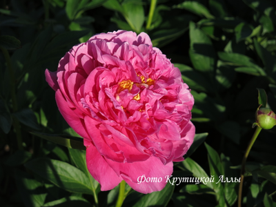 Пион Goody (Гуди)