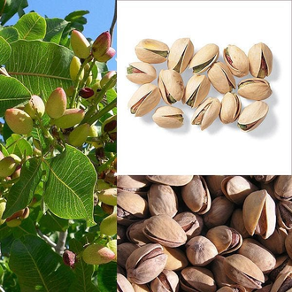 Фисташка (Pistacia vera) 1 г - 100% натуральное эфирное масло