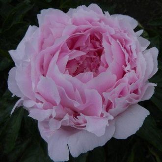 Paeonia Dakota Princess