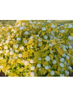 пузыреплодник "дартс голд"