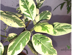 Ficus Rubiginosa variegata / фикус рубигиноза вариегатный