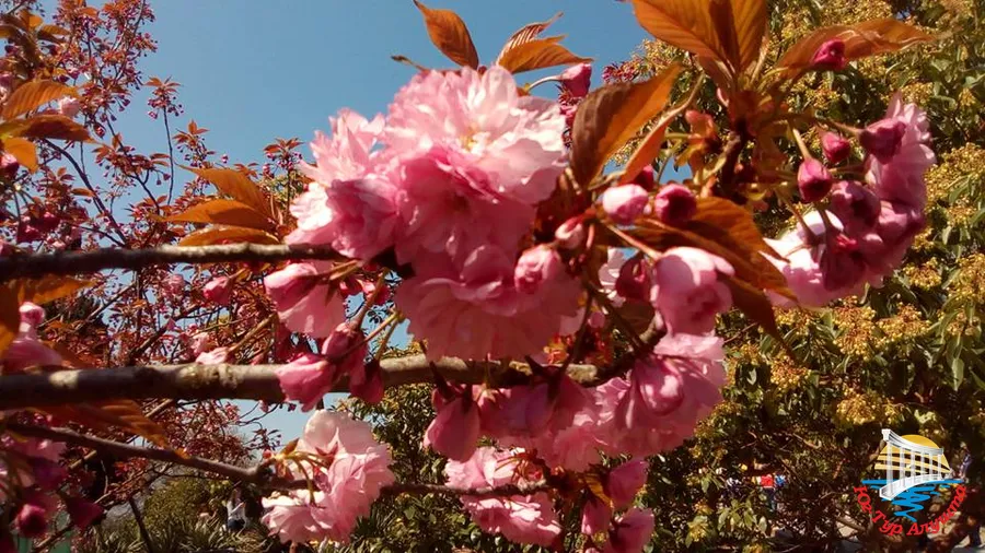 Никитский ботанический сад. Сакура