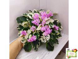 Cherokee Trail (L. Ray) трейлер (пасынок сорт посажен 06.10.25)