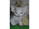 продажа котёнка Devon Rex (девочка, black point, голубые глаза)