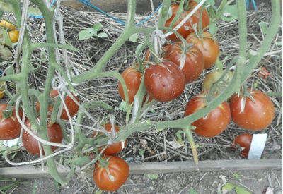 Томат Red Pear Franchi (Красные груши Франчи)