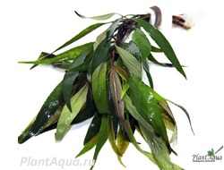 Лимонник стрикта (пучок)